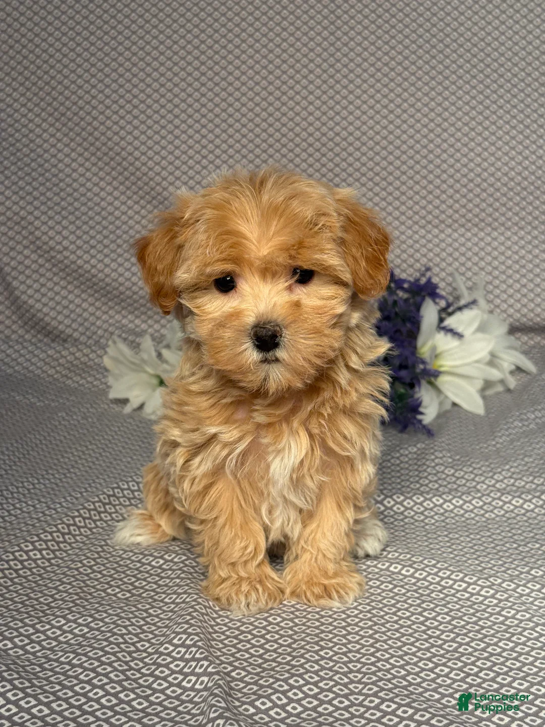 Maltipoo dogs for sale: Joy - Ad 1