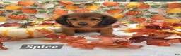 Miniature Dachshund dogs for sale: Spice - Ad 7