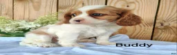 Cavalier King Charles Spaniel dogs for sale: Buddy - Ad 6
