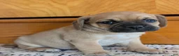 Puggle dogs for sale: Kevin  - Ad 4