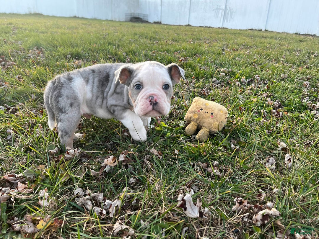 Olde English Bulldogge dogs for sale: Starry - Ad 7