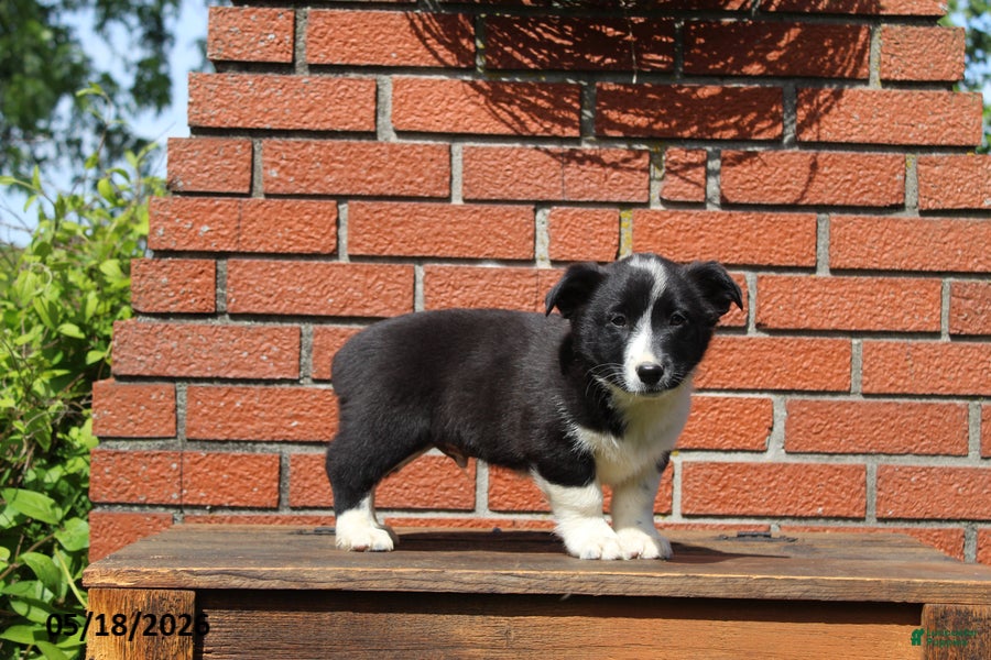 Mixed Breed dogs Corbin - Ad 2