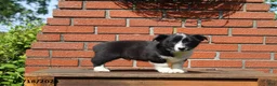 Mixed Breed dogs for sale: Corbin - Ad 2