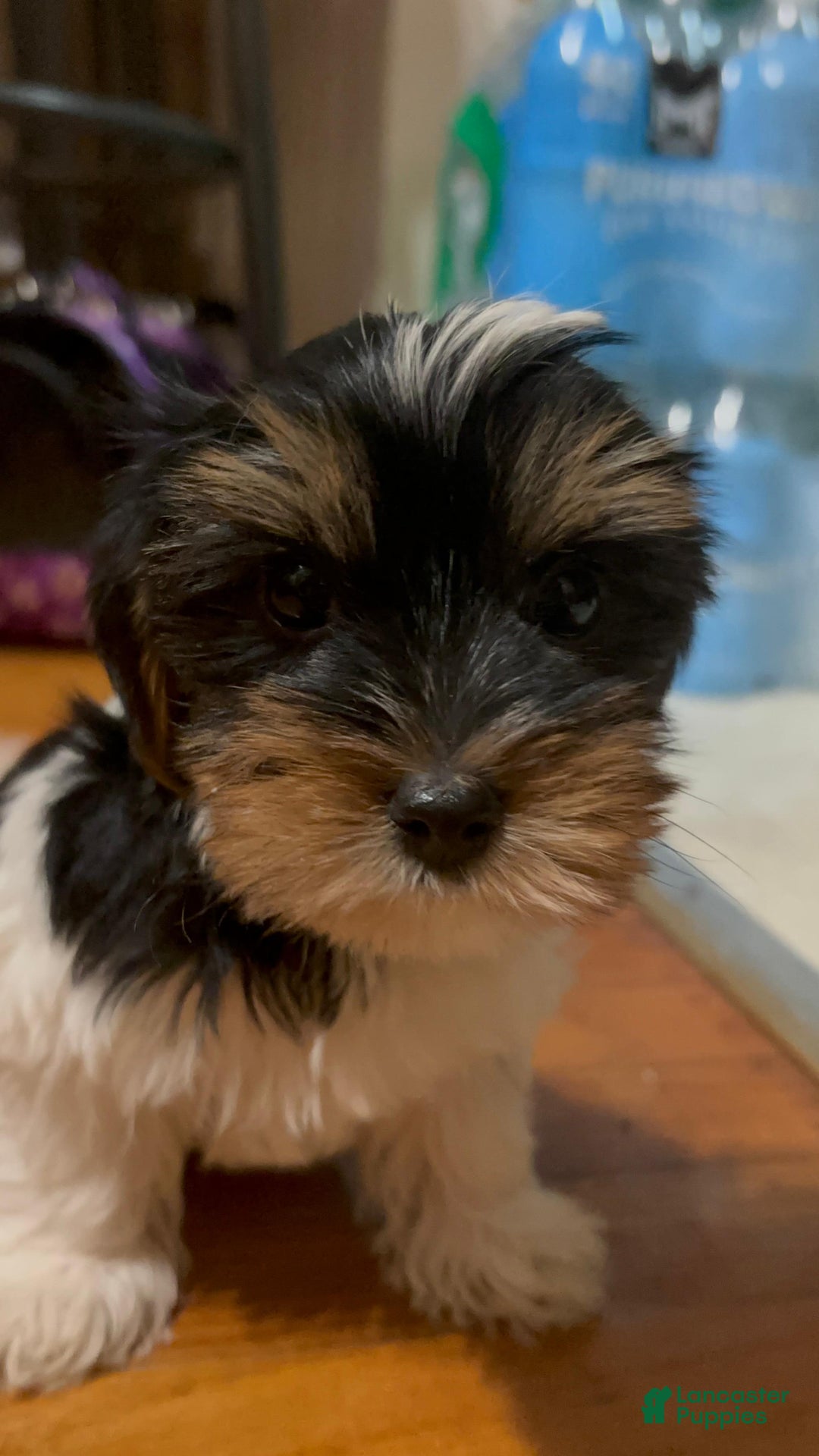 Biewer Terrier dogs for sale: Puppy - Ad 5