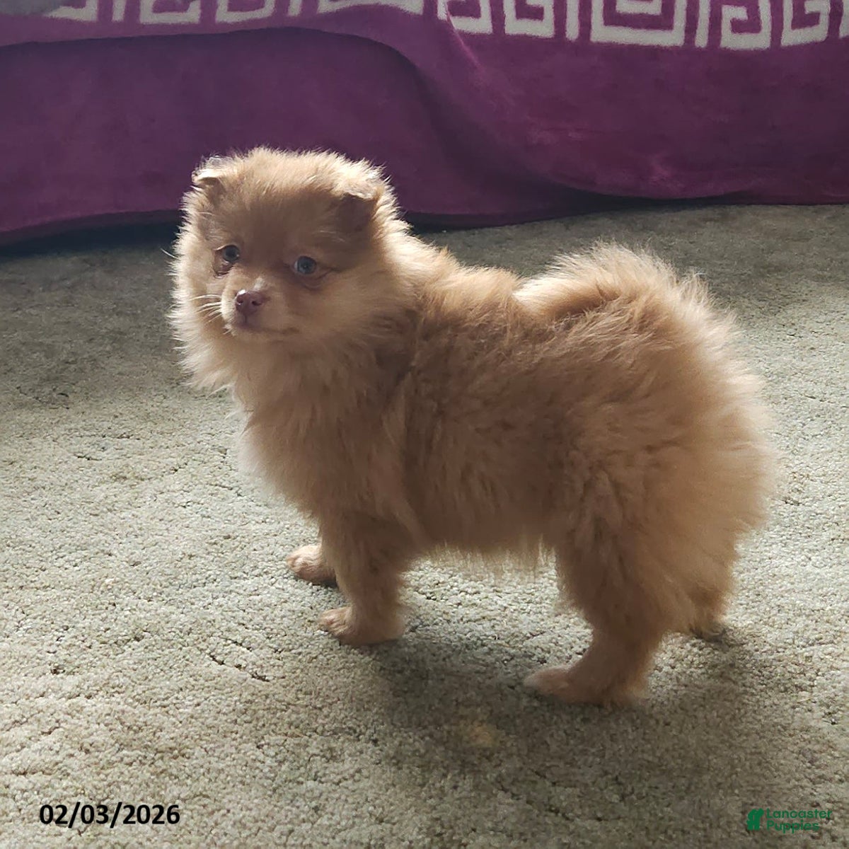 Pomeranian dogs Kiki - Ad 4
