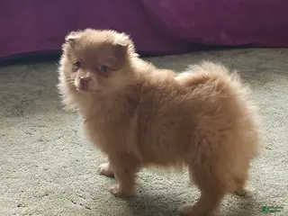 Pomeranian dogs Kiki - Ad 4