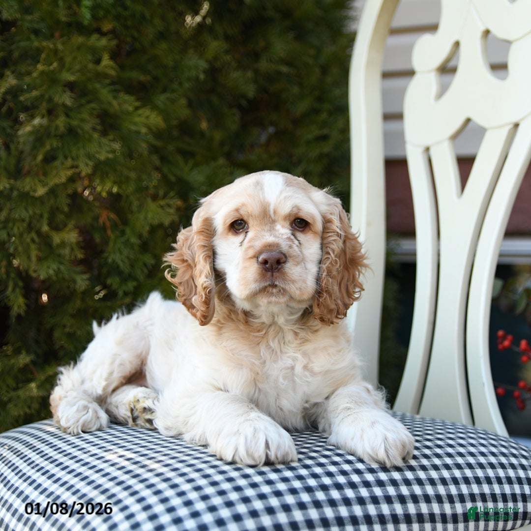 Cocker Spaniel dogs for sale: Casper - Ad 2