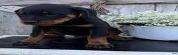 Rottweiler dogs for sale: Blaze - Ad 3