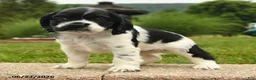 Cocker Spaniel dogs for sale: Leona - Ad 3