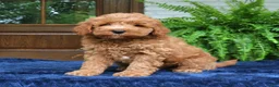 Mini Goldendoodle dogs for sale: Hoover  - Ad 3