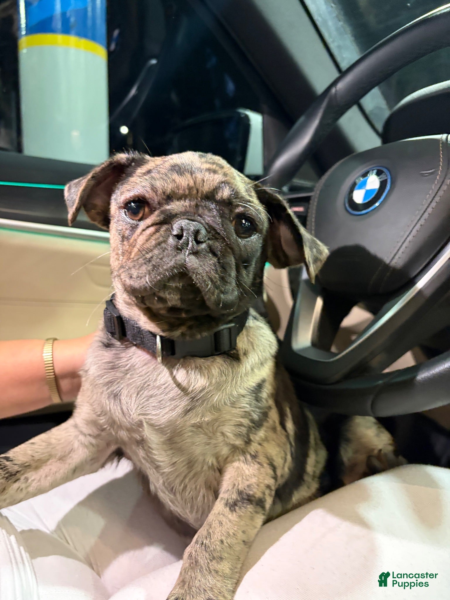 Pug dogs Pug 1 - Ad 3