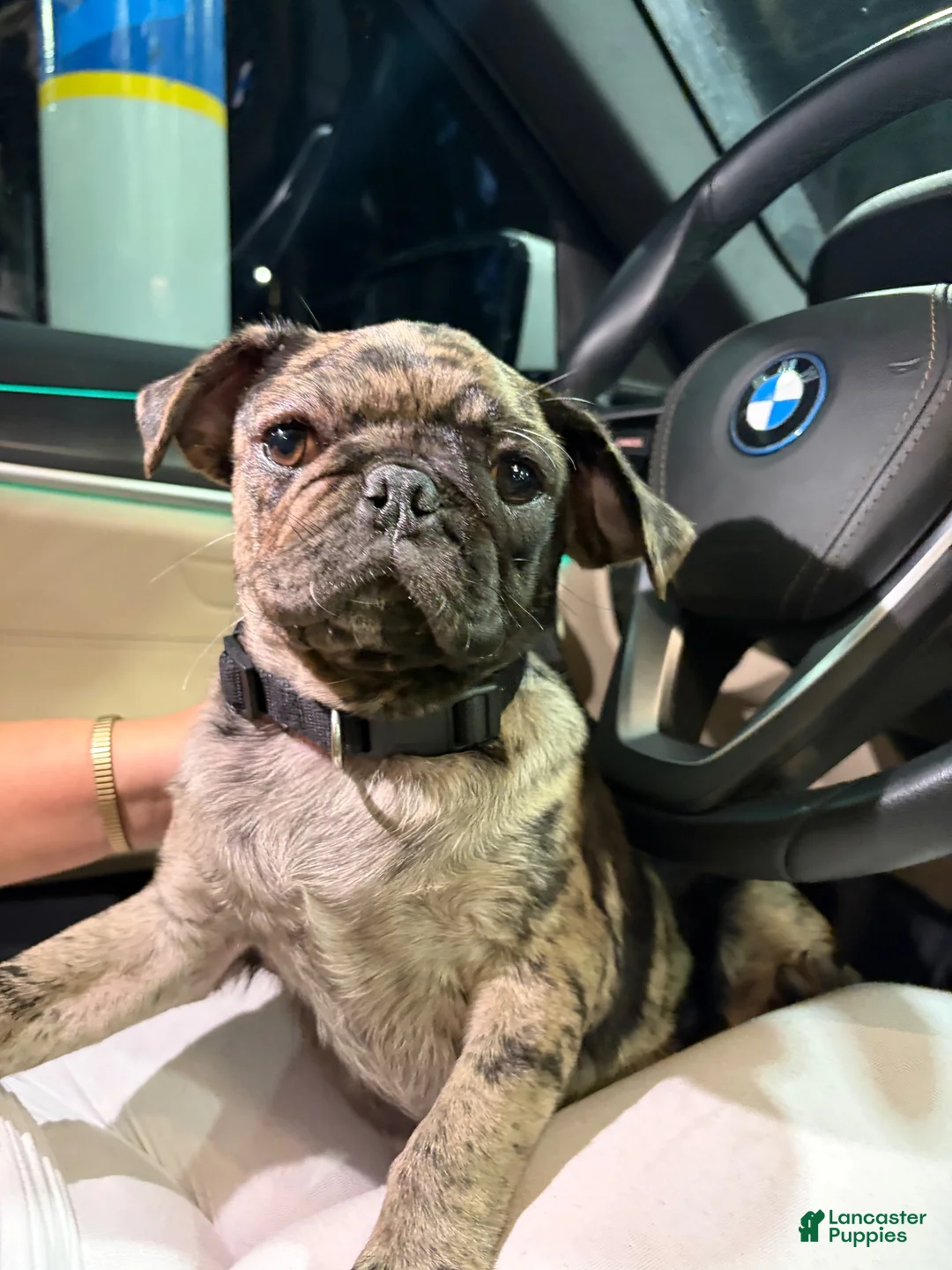 Pug dogs for sale: Pug 1 - Ad 1