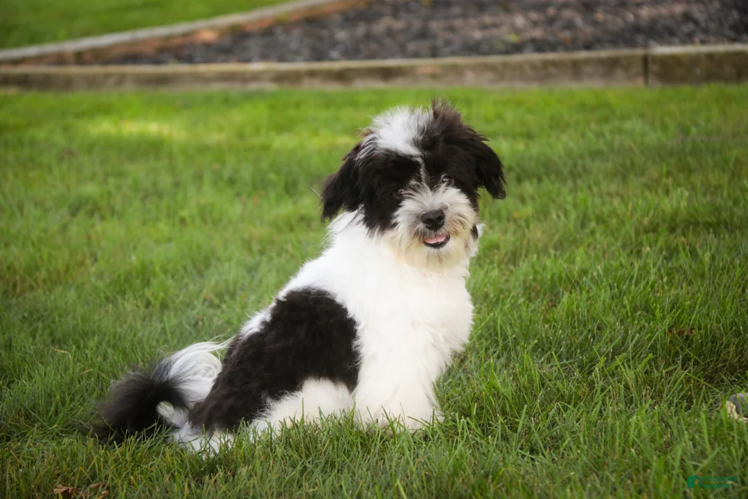 Havanese dogs for sale: Ivan Havanese Puppy  - Ad 1