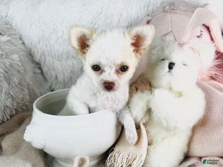 Chihuahua dogs - Ad 9