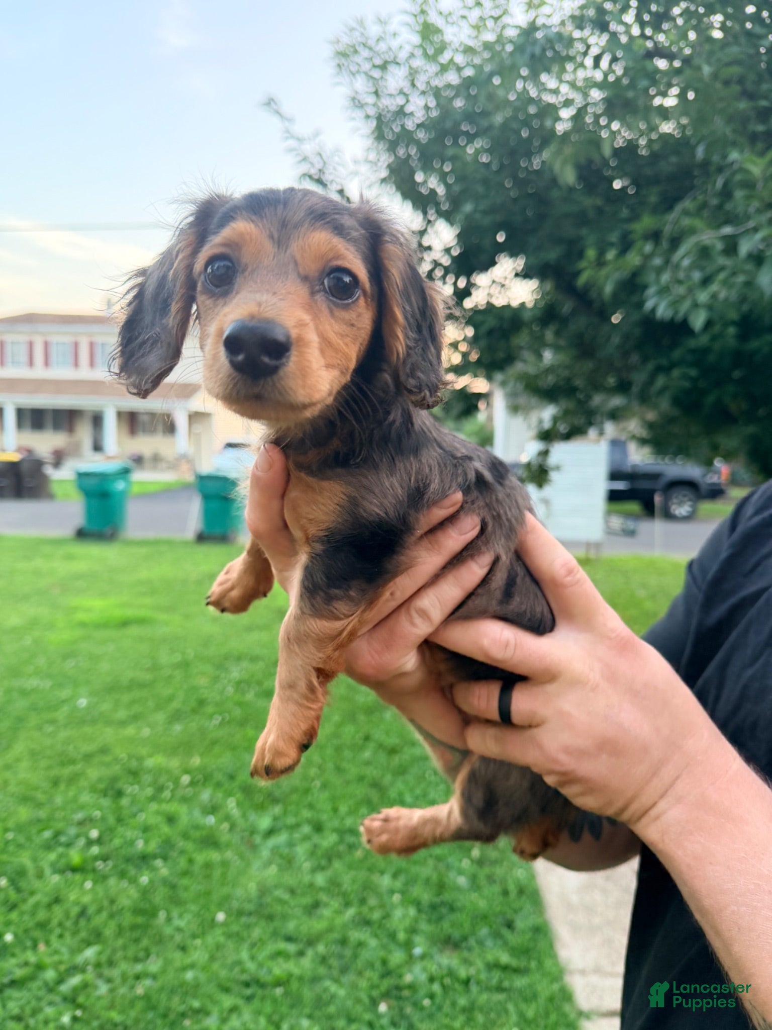 Miniature Dachshund dogs for sale: Miniature Dachshund 1 - Ad 1