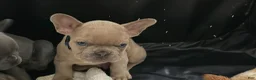 French Bulldog dogs for sale: French Bulldog Puppy 1 - Ad 10