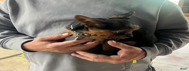Brownie