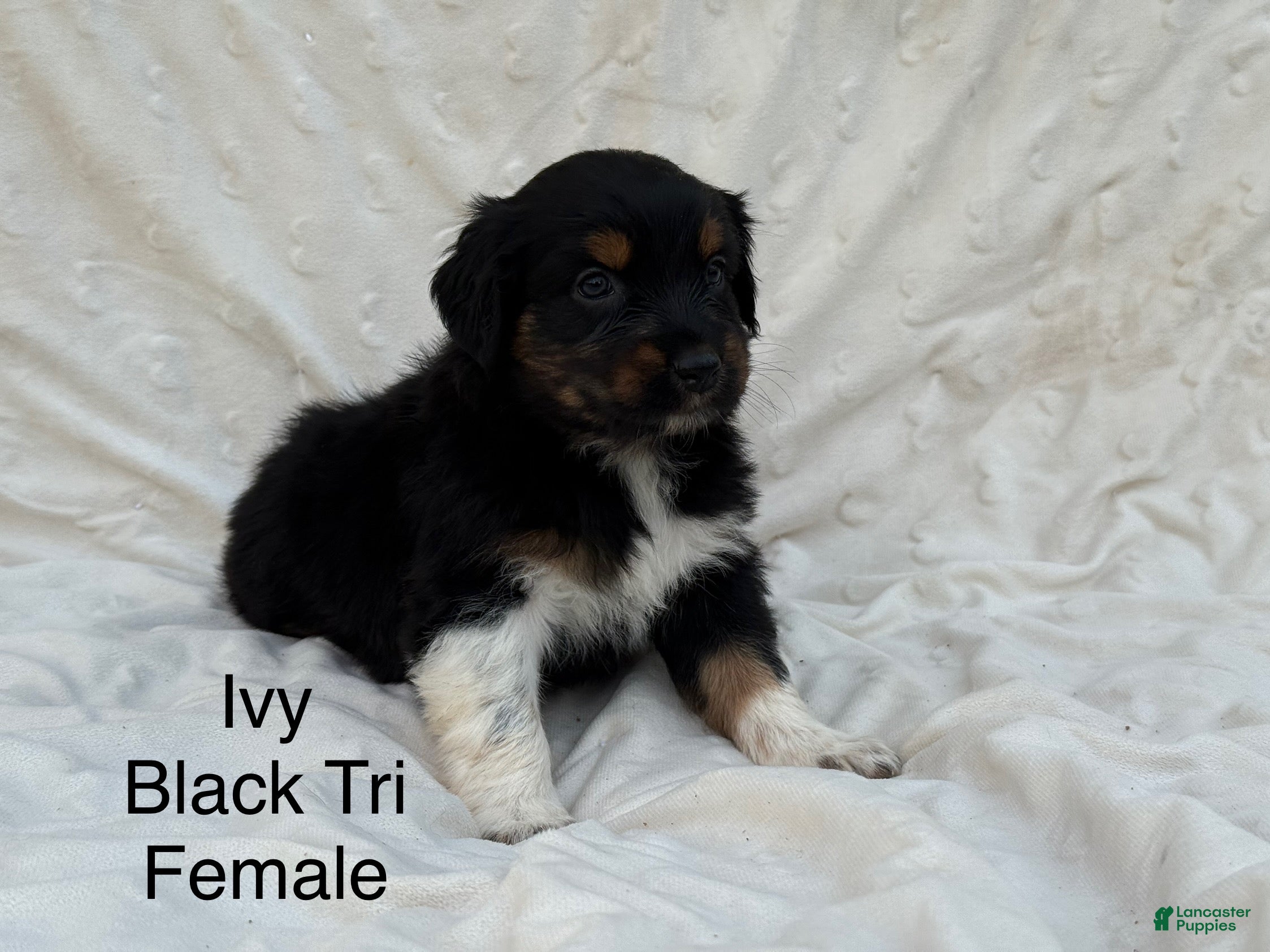 Australian Shepherd dogs Ivy - Ad 17