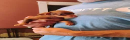 Miniature Pinscher dogs for sale: Miniature Pinscher 2 - Ad 3