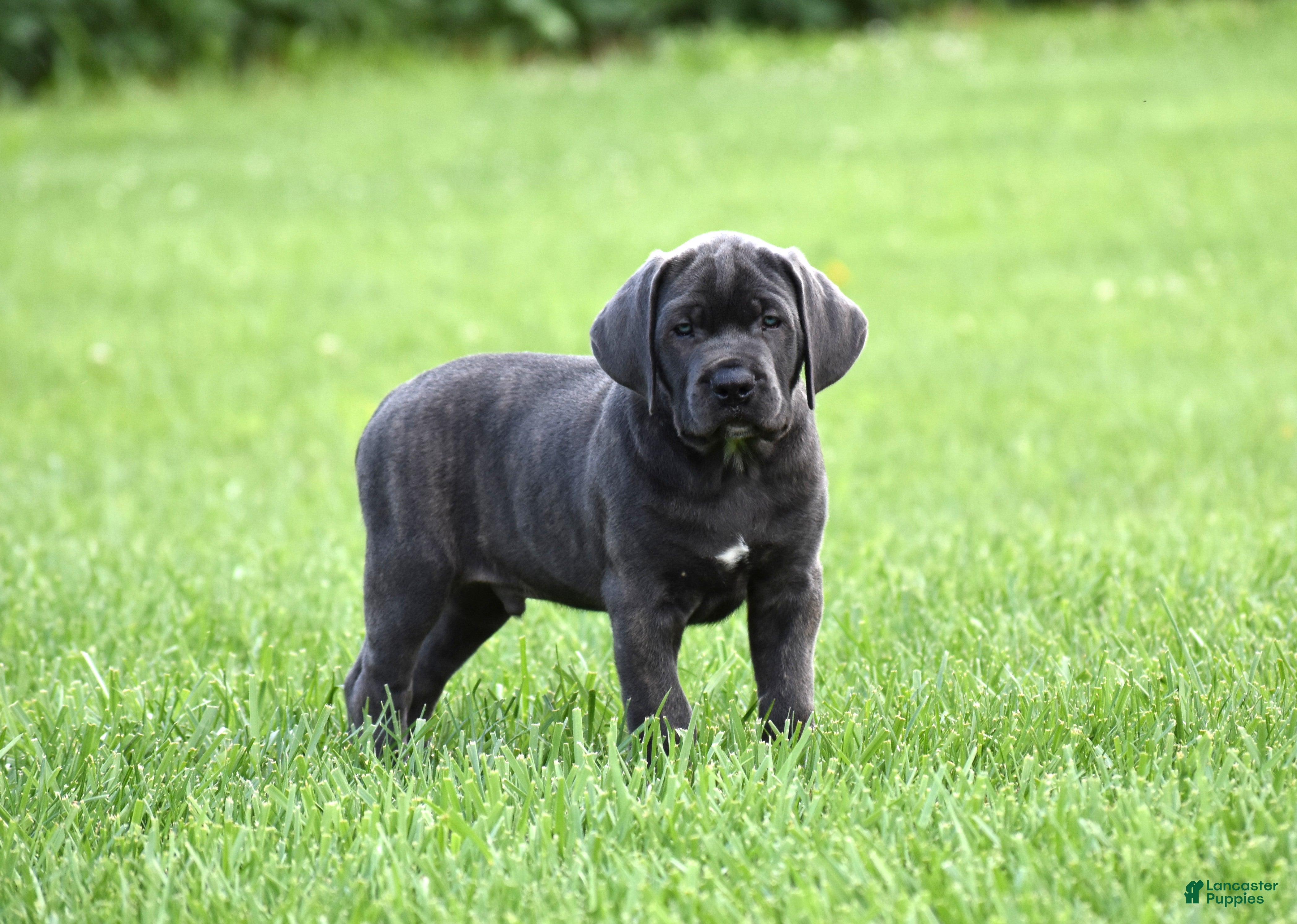 Cane Corso dogs for sale: Apollo - Ad 4