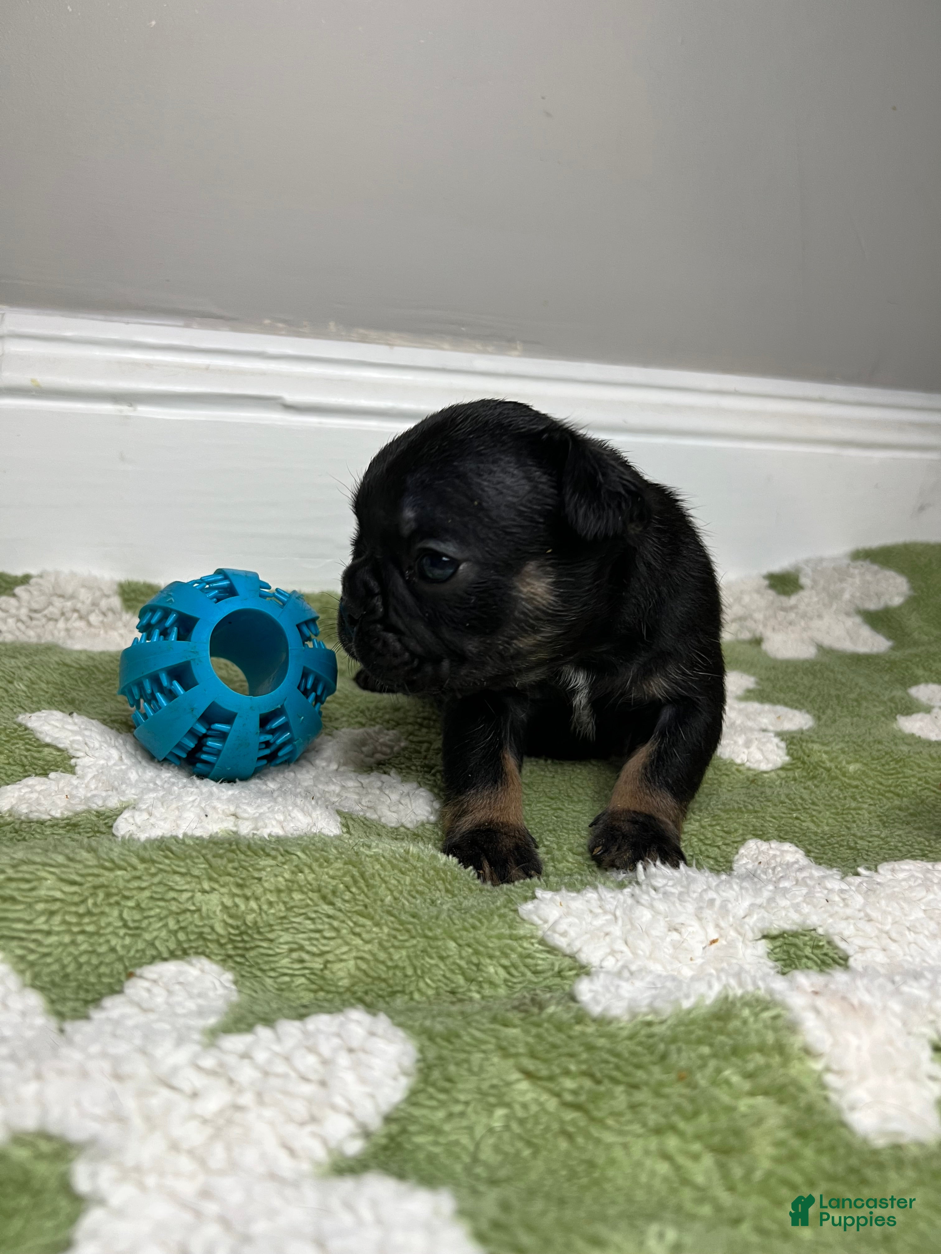 French Bulldog dogs for sale: Pepper - Ad 1