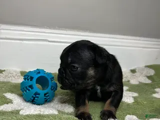 French Bulldog dogs Pepper - Ad 19
