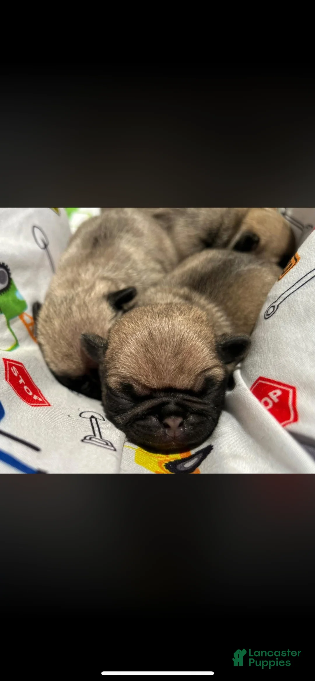 Pug dogs for sale: Piper - Ad 5