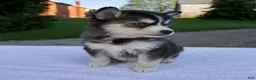 Pomsky dogs for sale: Maggie - Ad 4