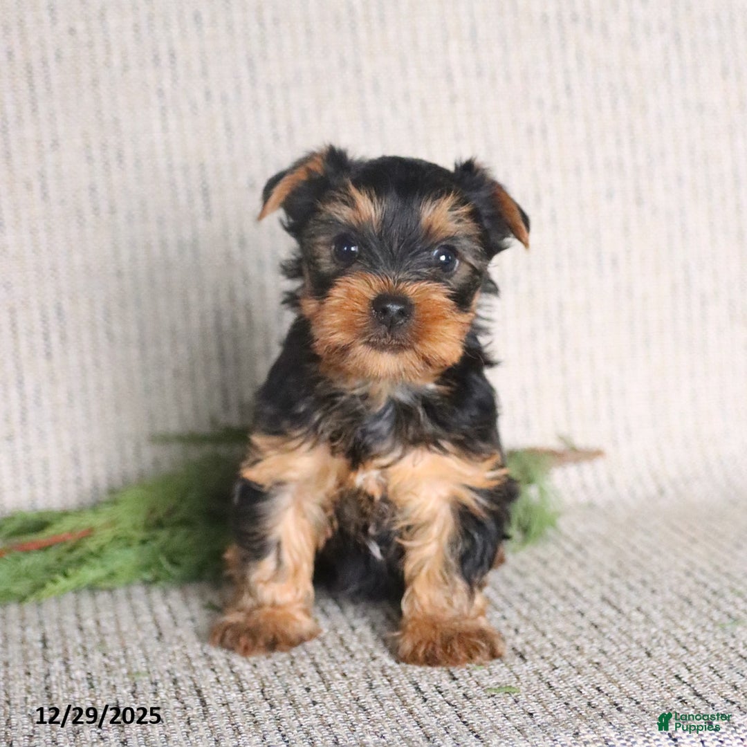 Yorkshire Terrier dogs for sale: Casey - Ad 1