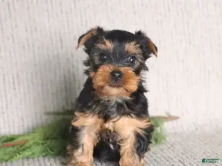 Yorkshire Terrier dogs Casey - Ad 39