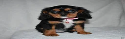 Cavalier King Charles Spaniel dogs for sale: Tessa - Ad 4