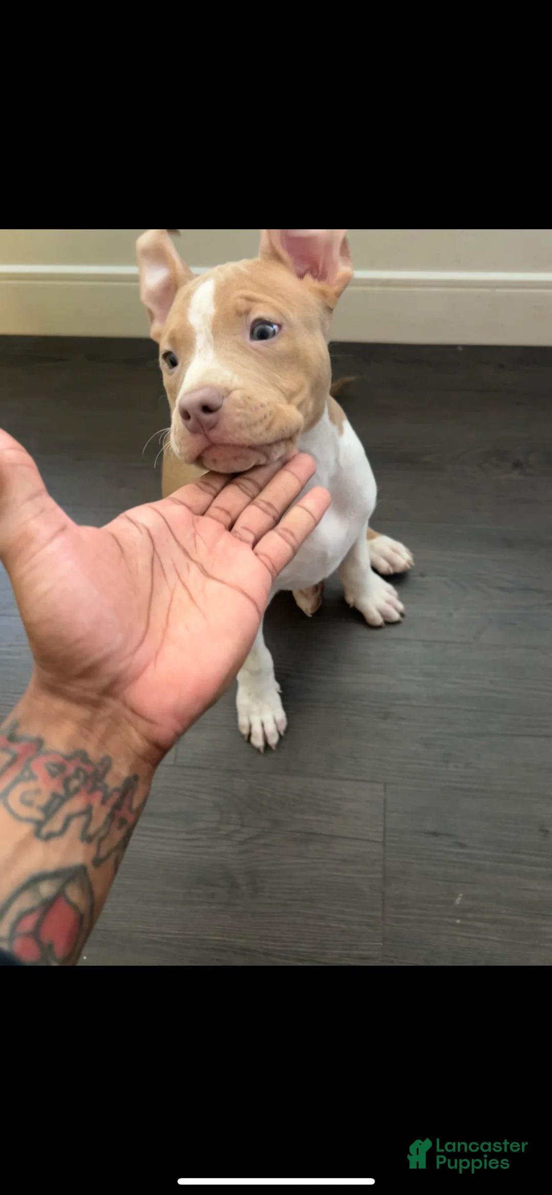 American Bully dogs for sale: lolla - Ad 2