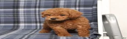 Miniature Poodle dogs for sale: Nutella - Ad 4