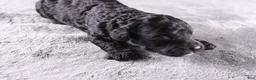 Mini Goldendoodle dogs for sale: Creed - Ad 4