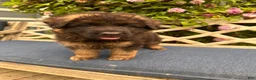 German Shepherd dogs for sale: Jasper - Ad 8