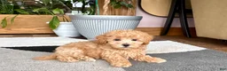 Maltipoo dogs for sale: Suzie  - Ad 12