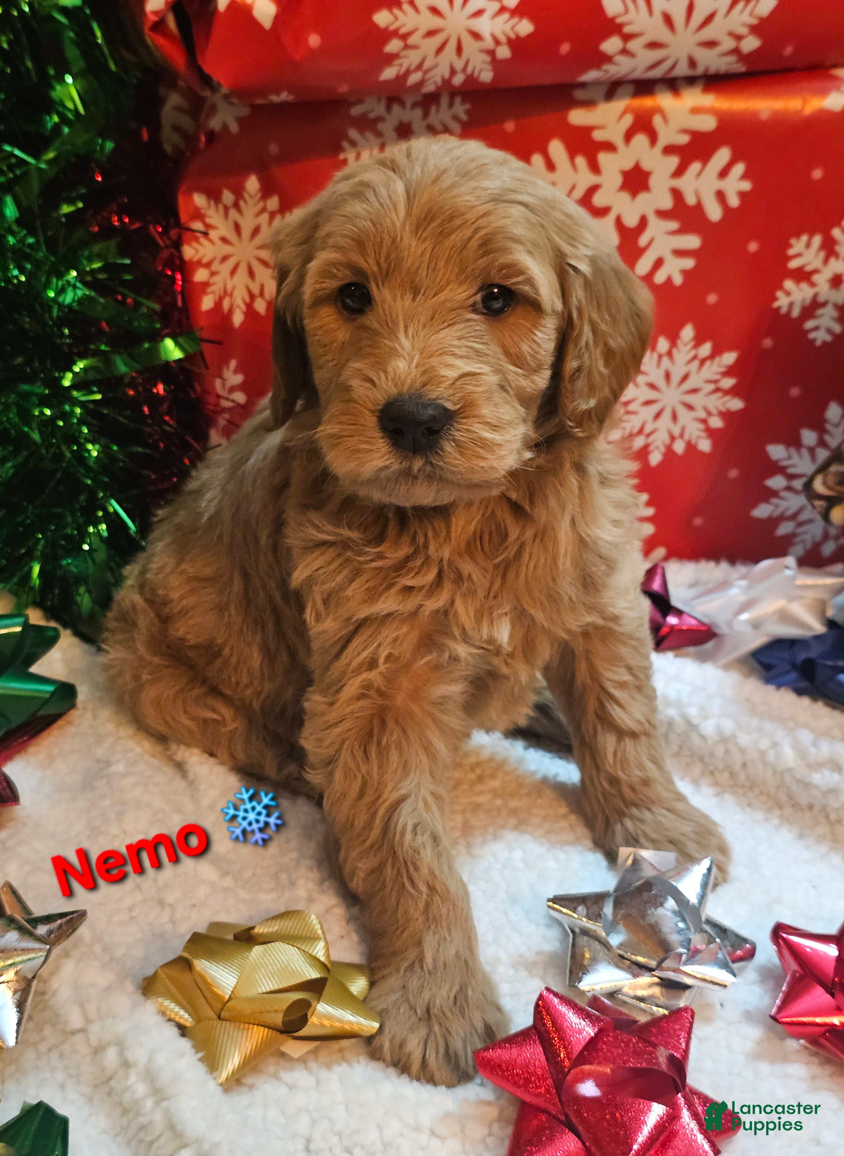Goldendoodle dogs Nemo - Ad 31