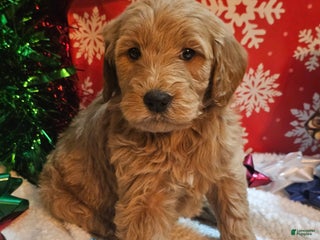 Goldendoodle dogs Nemo - Ad 31