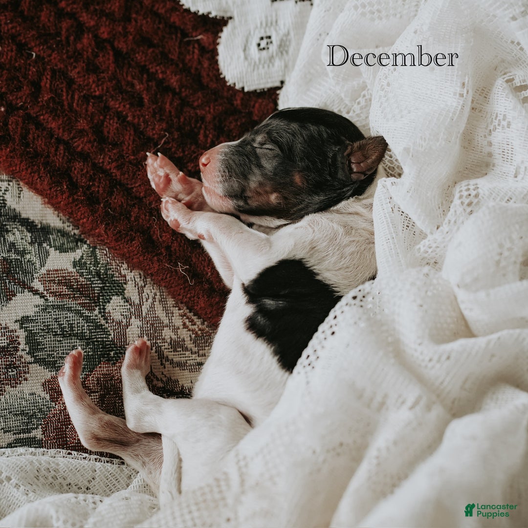 Standard Poodle dogs for sale: December - Ad 9