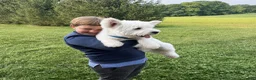 West Highland Terrier dogs for sale: Atlee - Ad 7
