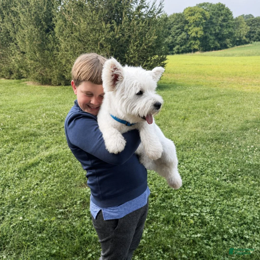 West Highland Terrier dogs for sale: Atlee - Ad 7