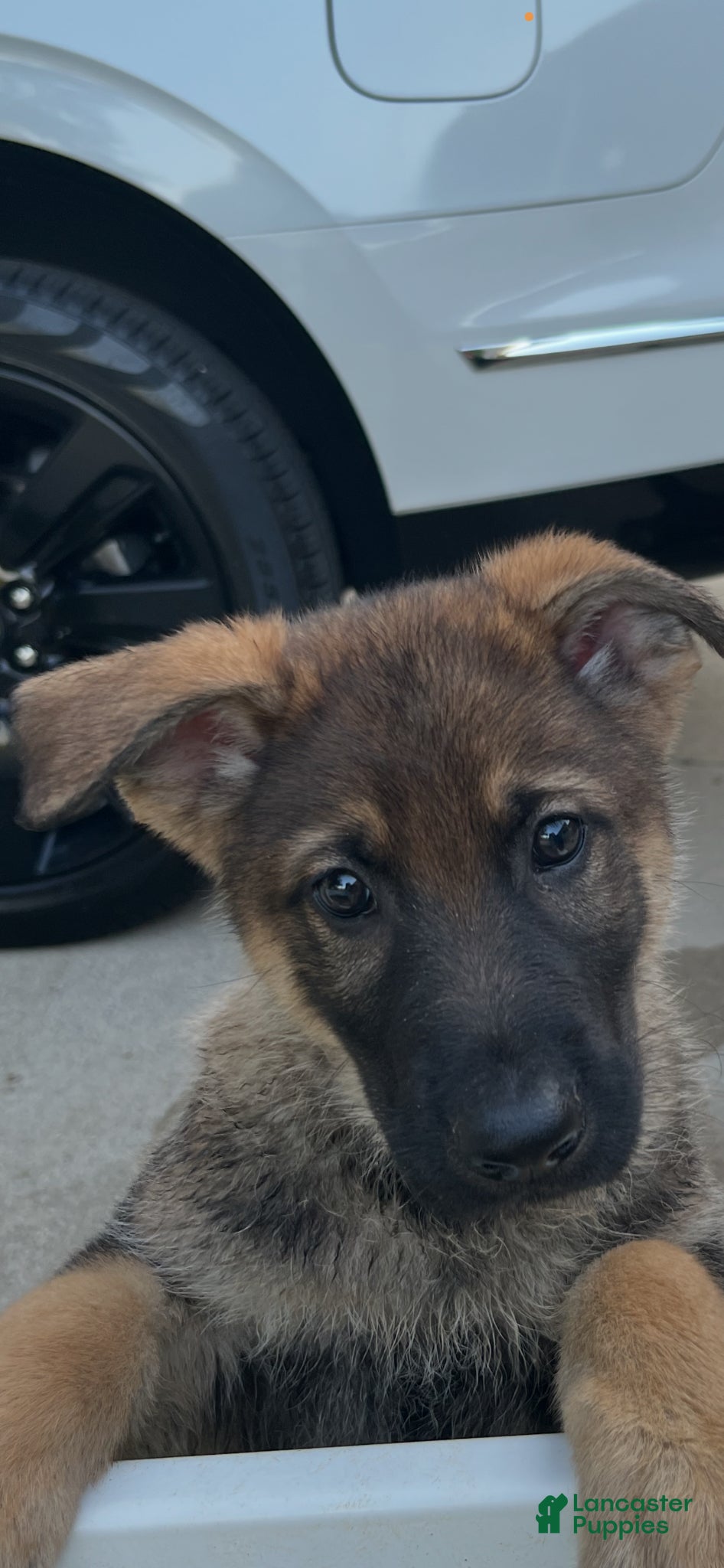 German Shepherd dogs German Shepherd Puppy 4 - Ad 19
