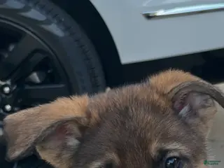 German Shepherd dogs German Shepherd Puppy 4 - Ad 27