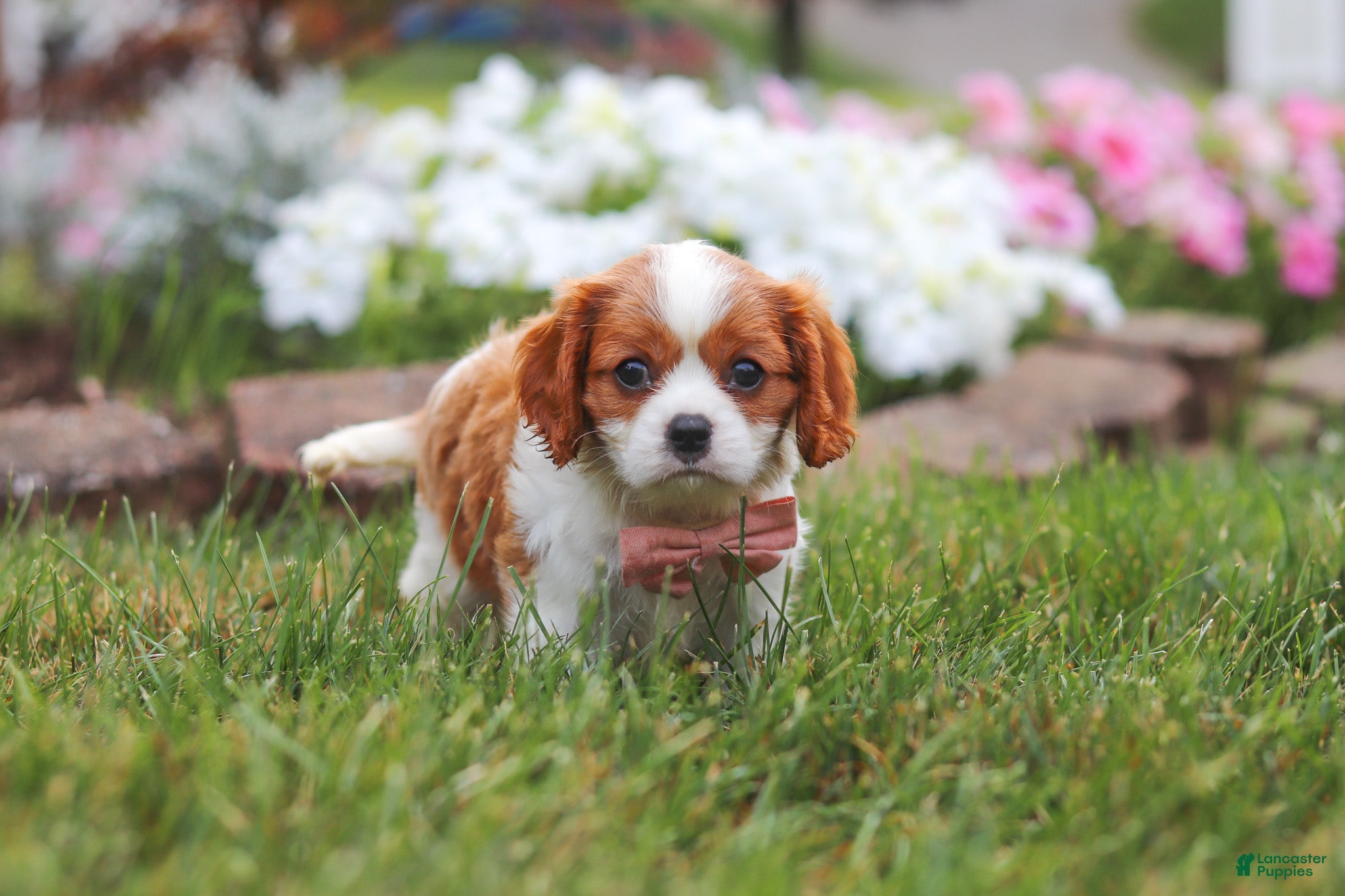 Cavalier King Charles Spaniel dogs Bentley - Ad 1