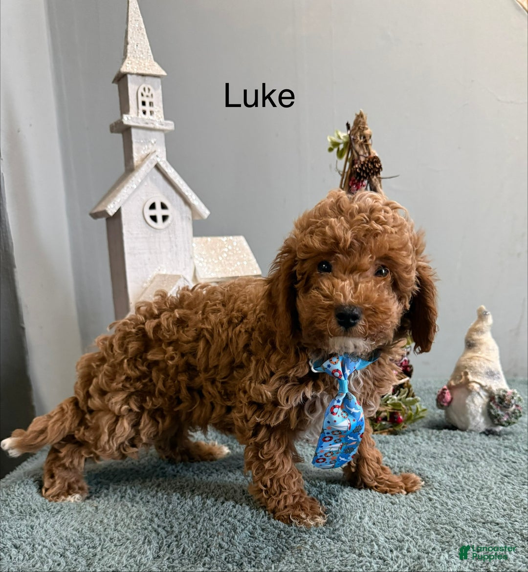 Mini Goldendoodle dogs for sale: Luke - Ad 2