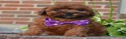 Shihpoo dogs for sale: Snickers - Ad 9