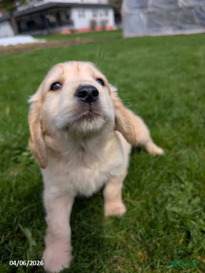 Mixed Breed dogs Amos - Ad 2