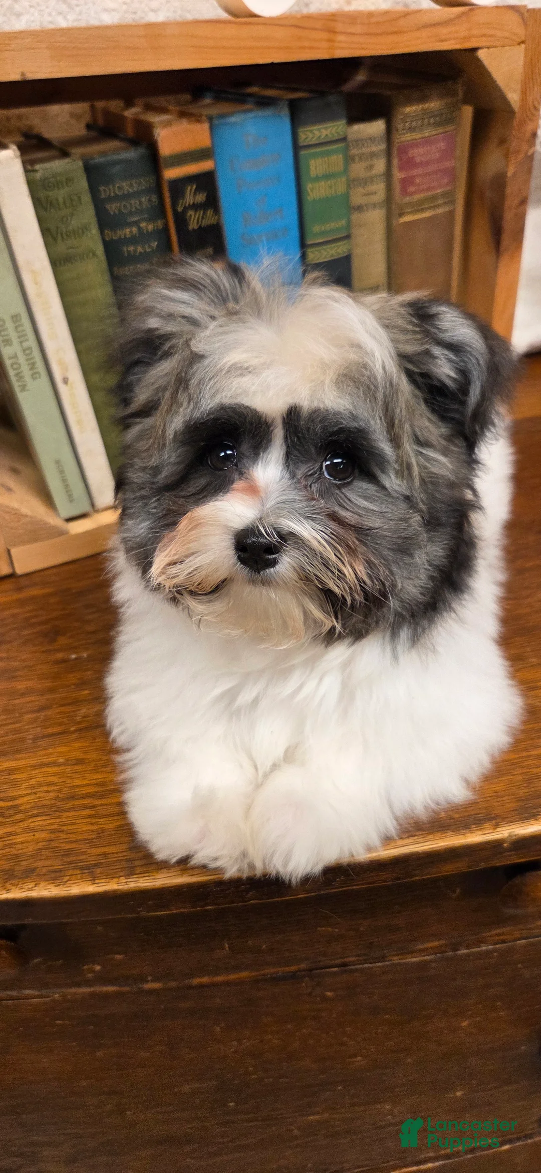 Havanese dogs for sale: Tin Tin - Ad 8