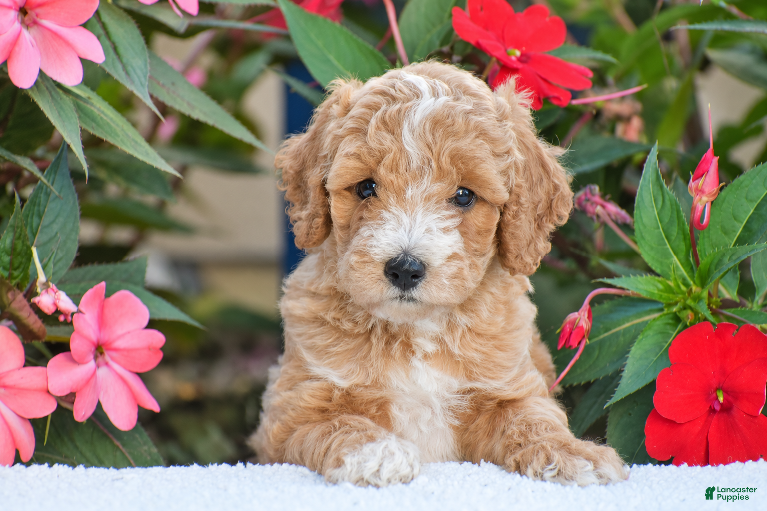 Mini Goldendoodle dogs for sale: Austin - Mini F1BB - Ad 3