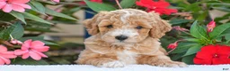 Mini Goldendoodle dogs for sale: Austin - Mini F1BB - Ad 1